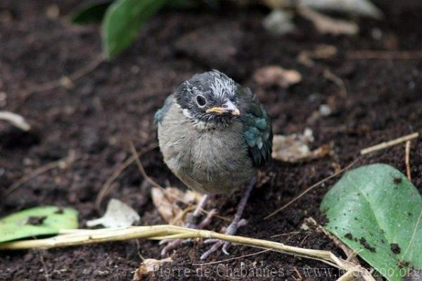 Western hooded pitta *