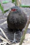 Germain's peacock-pheasant