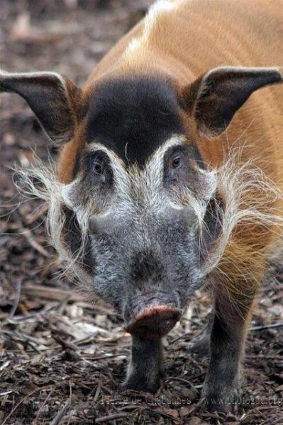 Red river hog