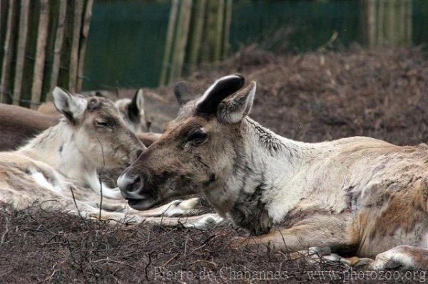 Finnish forest reindeer