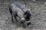 Visayan warty pig