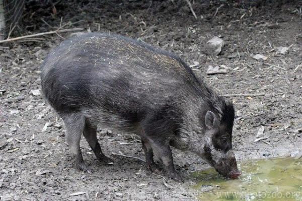 Visayan warty pig