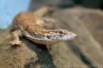 Gillen's pygmy goanna