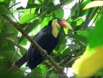 Wrinkled hornbill