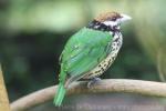 White-eared catbird