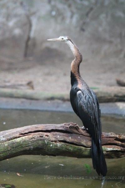 African darter