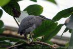 Green-backed heron