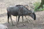 Eastern white-bearded wildebeest