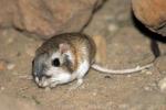 Merriam's kangaroo-rat