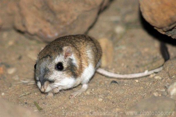 Merriam's kangaroo-rat