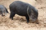 Collared peccary