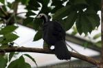 Gray's piping-guan *