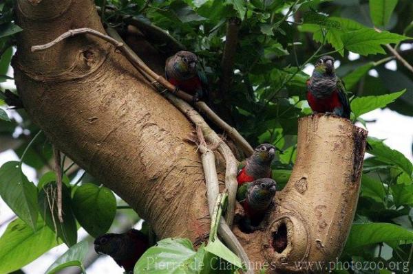 Crimson-bellied parakeet