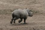 Southern white rhinoceros