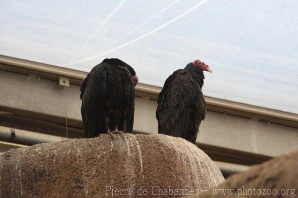 Turkey vulture