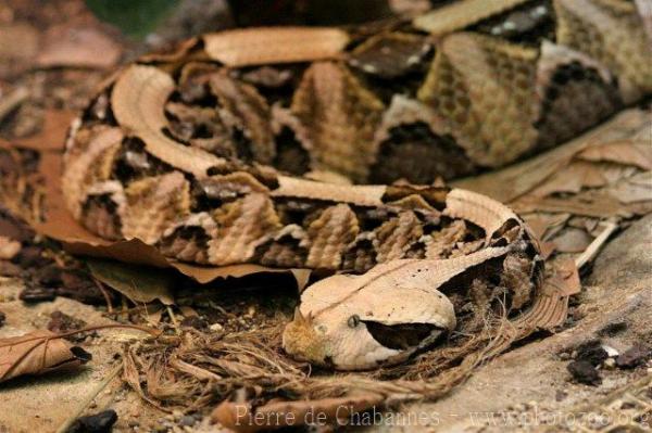 West-African gaboon viper