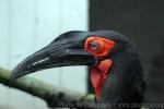 Southern ground hornbill