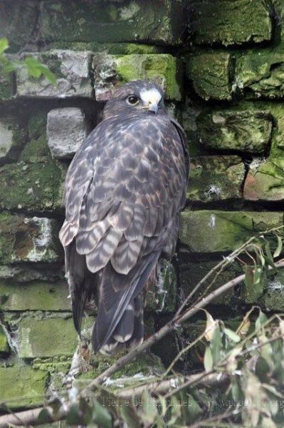 Rough-legged buzzard *