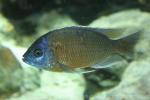 Borley's redfin cichlid