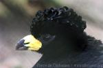 Bare-faced curassow