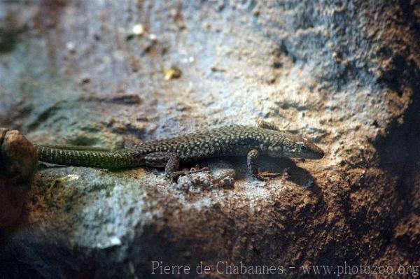 White-bellied lizard