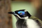 Blue-faced honeyeater