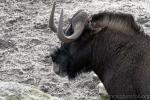 Black wildebeest