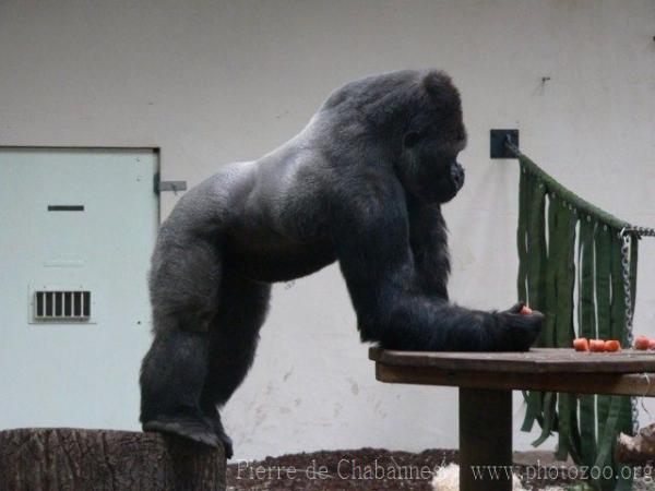 Western lowland gorilla