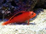 Flame hawkfish