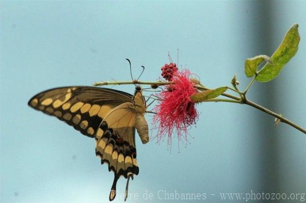 King Swallowtail