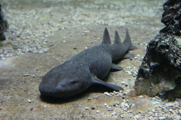 Short-tail nurse shark