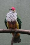 Beautiful fruit-dove