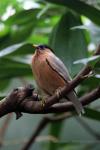 Brahminy starling