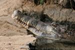 Malayan gharial