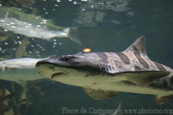 Leopard shark