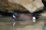 Blue-winged teal