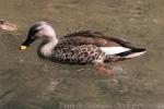 Indian spot-billed duck *