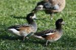 Chiloe wigeon