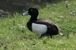 Tufted duck