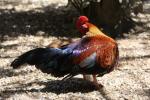 Ceylon junglefowl