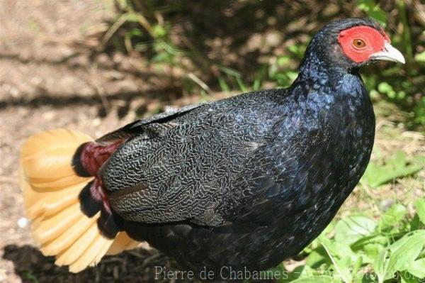 Crestless fireback pheasant