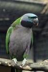 Derbyan parakeet *