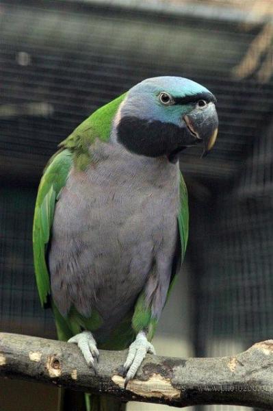 Derbyan parakeet *