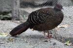 Swinhoe's pheasant *