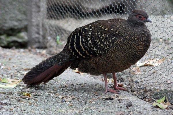 Swinhoe's pheasant *