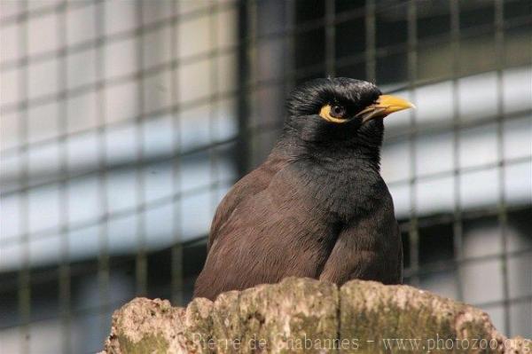 Common myna *