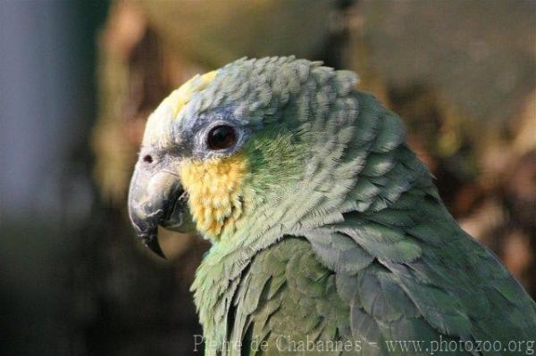 Orange-winged amazon *