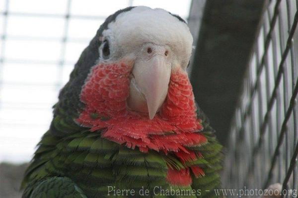 Cuban amazon *