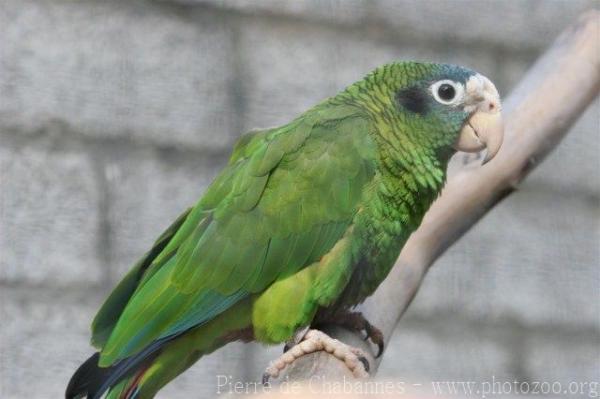 Hispaniolan amazon *