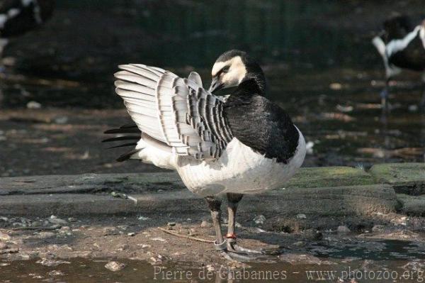 Barnacle goose *